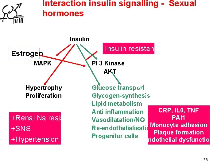 Interaction insulin signalling - Sexual hormones Insulin Estrogen MAPK Hypertrophy Proliferation +Renal Na reabs.