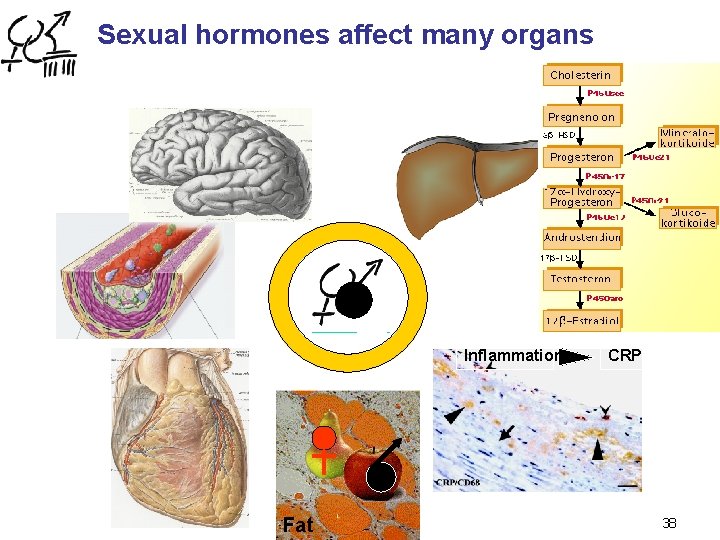 Sexual hormones affect many organs Inflammation Fat CRP 38 