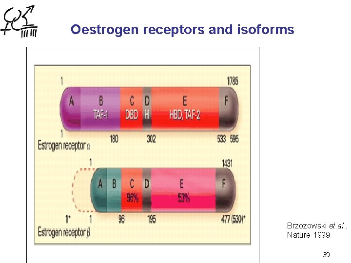 Oestrogen receptors and isoforms Brzozowski et al. , Nature 1999 39 