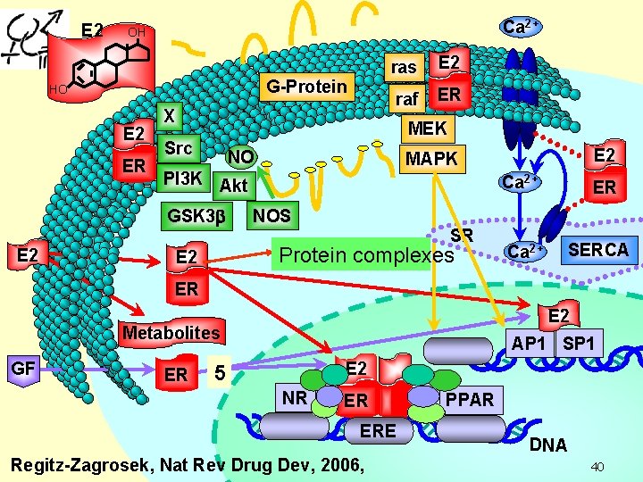 E 2 Ca 2+ OH G-Protein HO E 2 ER X E 2 raf