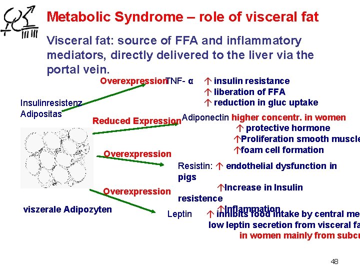 Metabolic Syndrome – role of visceral fat Visceral fat: source of FFA and inflammatory