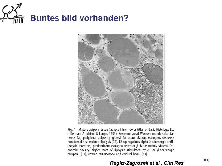 Buntes bild vorhanden? Regitz-Zagrosek et al. , Clin Res 53 