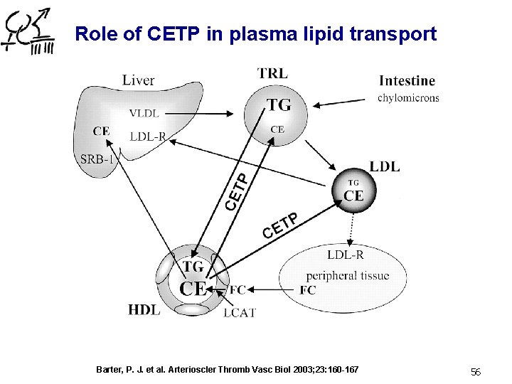 Role of CETP in plasma lipid transport Barter, P. J. et al. Arterioscler Thromb