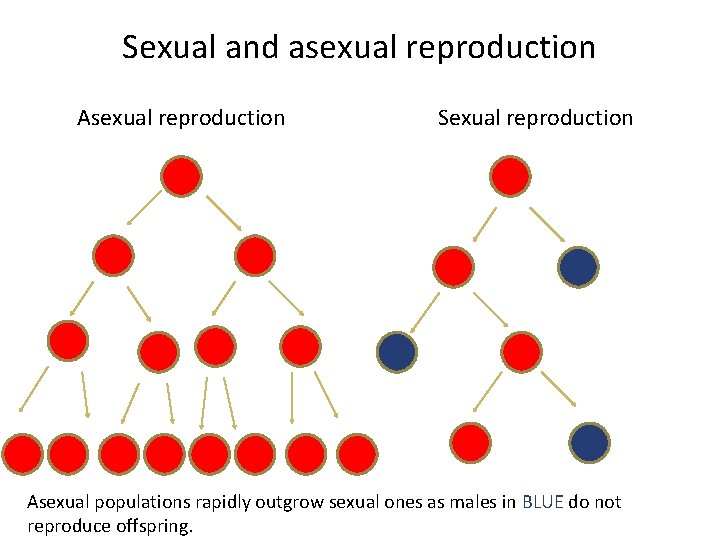 Sexual and asexual reproduction Asexual reproduction Sexual reproduction Asexual populations rapidly outgrow sexual ones