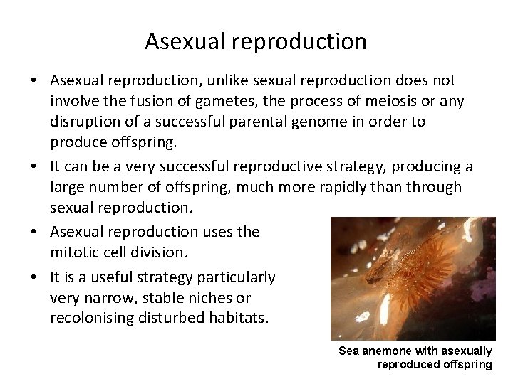 Asexual reproduction • Asexual reproduction, unlike sexual reproduction does not involve the fusion of