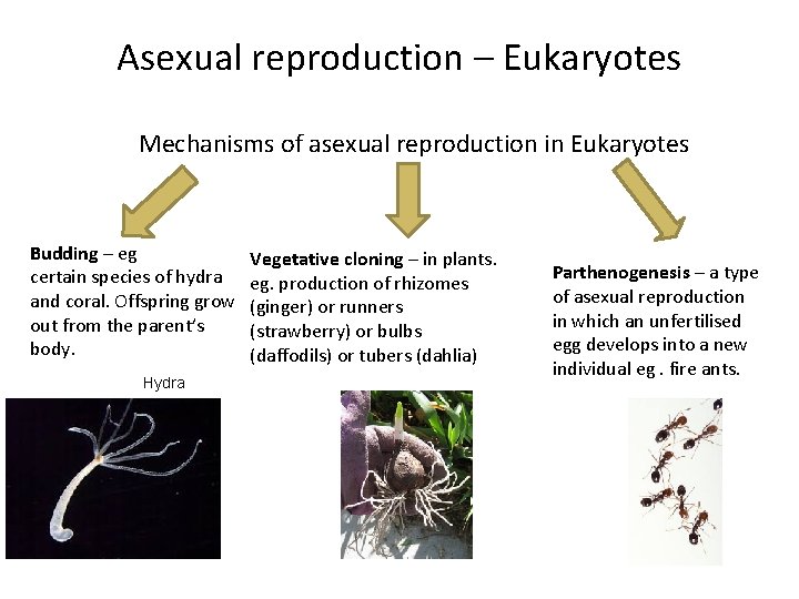Asexual reproduction – Eukaryotes Mechanisms of asexual reproduction in Eukaryotes Budding – eg certain