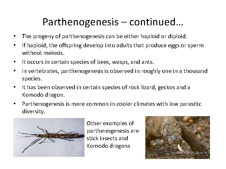 Parthenogenesis – continued… • The progeny of parthenogenesis can be either haploid or diploid.