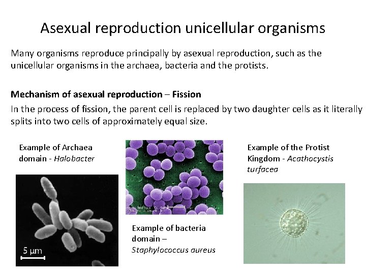 Asexual reproduction unicellular organisms Many organisms reproduce principally by asexual reproduction, such as the