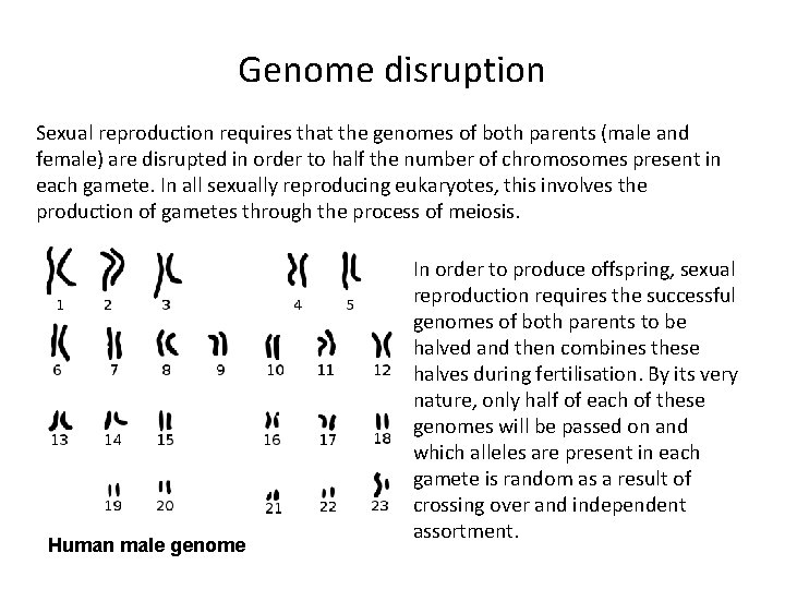Genome disruption Sexual reproduction requires that the genomes of both parents (male and female)