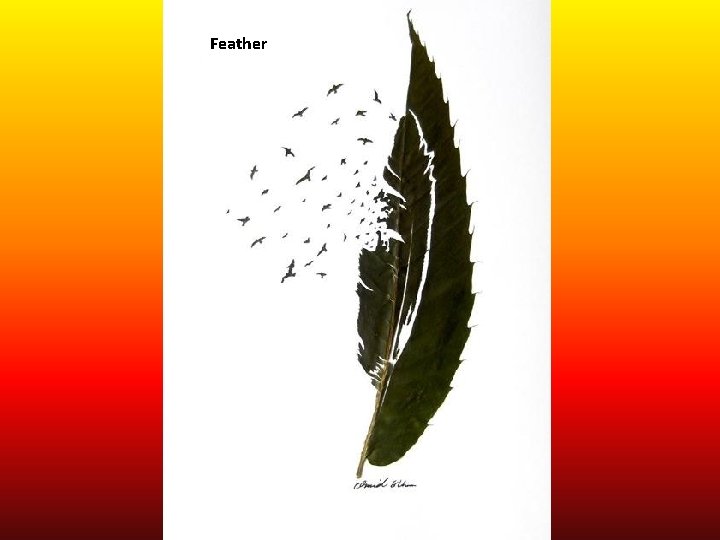 Feather 