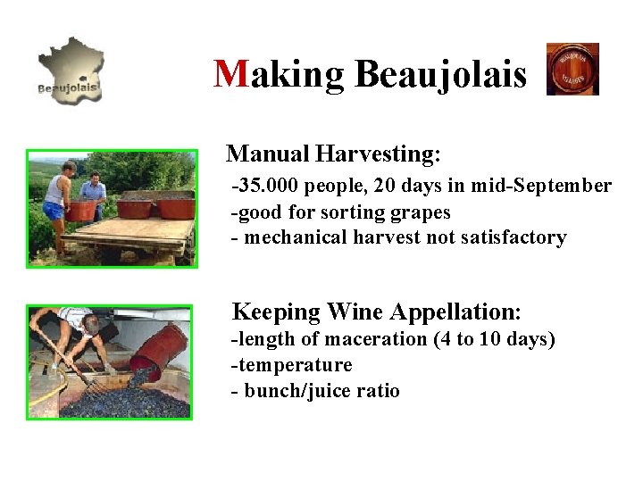  Making Beaujolais Manual Harvesting: -35. 000 people, 20 days in mid-September -good for