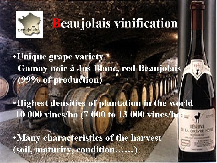  Beaujolais vinification • Unique grape variety Gamay noir à Jus Blanc, red Beaujolais