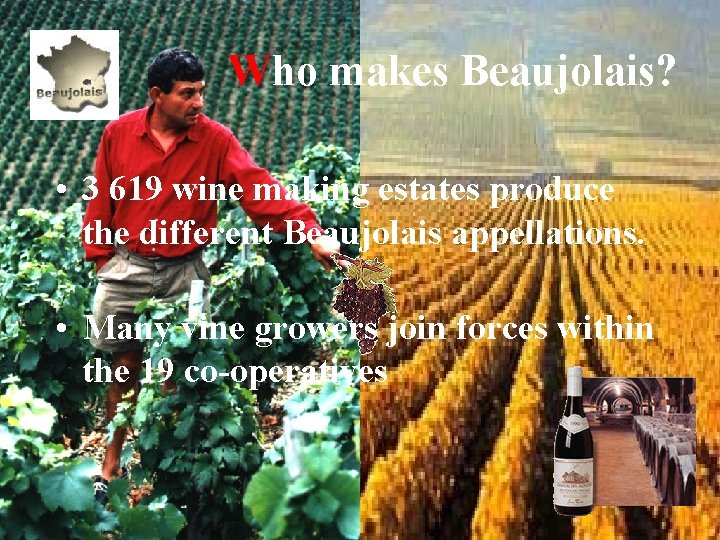  Who makes Beaujolais? • 3 619 wine making estates produce the different Beaujolais