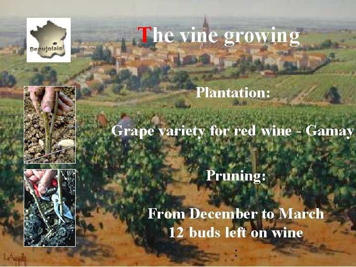  The vine growing Plantation: Grape variety for red wine - Gamay Pruning: From