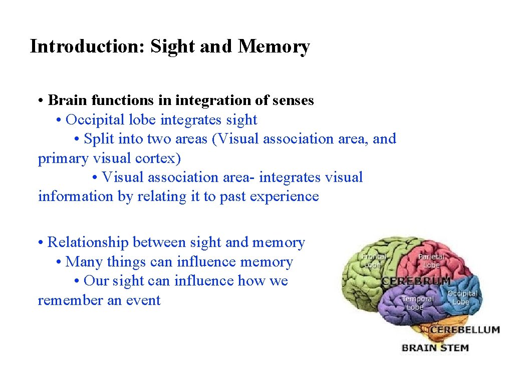 Introduction: Sight and Memory • Brain functions in integration of senses • Occipital lobe