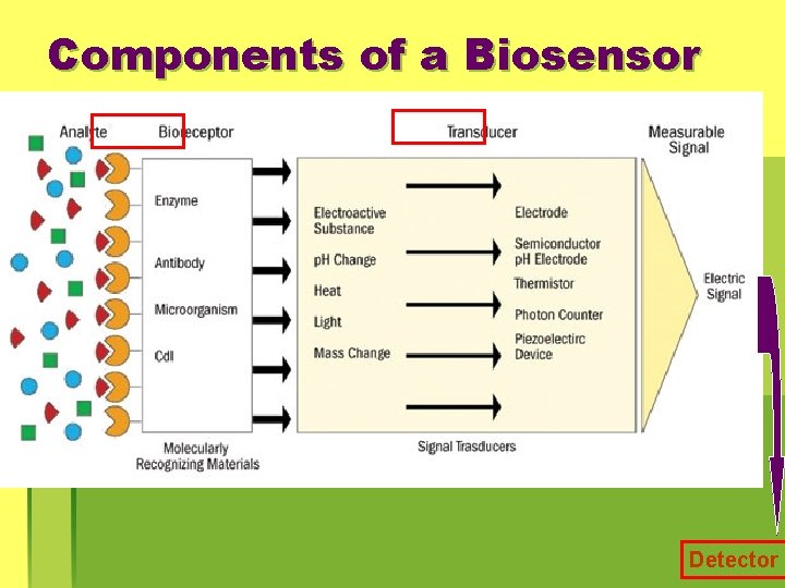 Components of a Biosensor Detector 