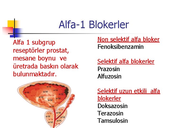 Alfa-1 Blokerler Alfa 1 subgrup reseptörler prostat, mesane boynu ve üretrada baskın olarak bulunmaktadır.
