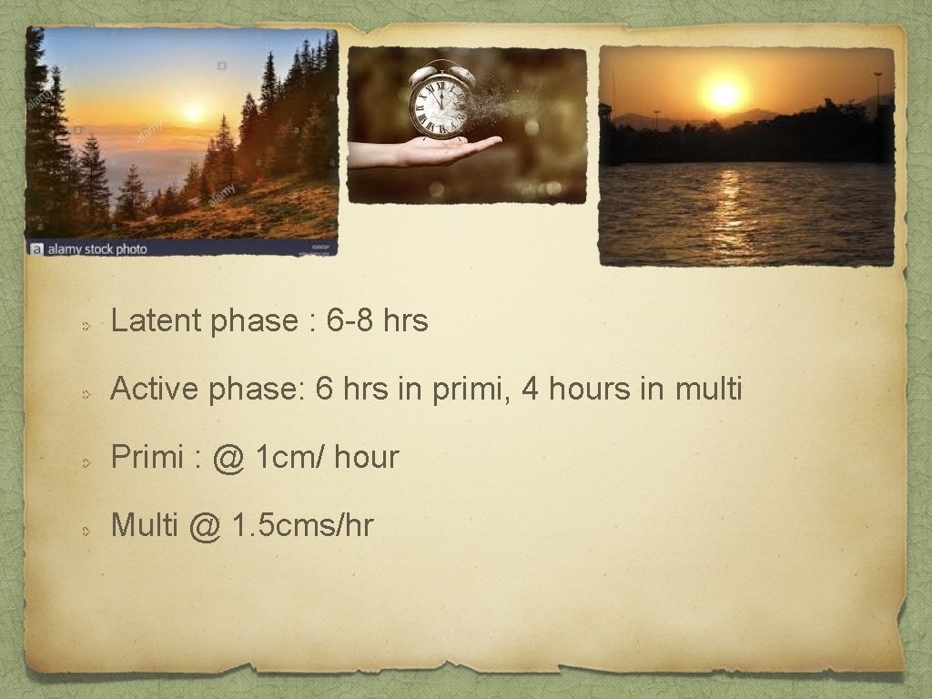 Latent phase : 6 -8 hrs Active phase: 6 hrs in primi, 4 hours