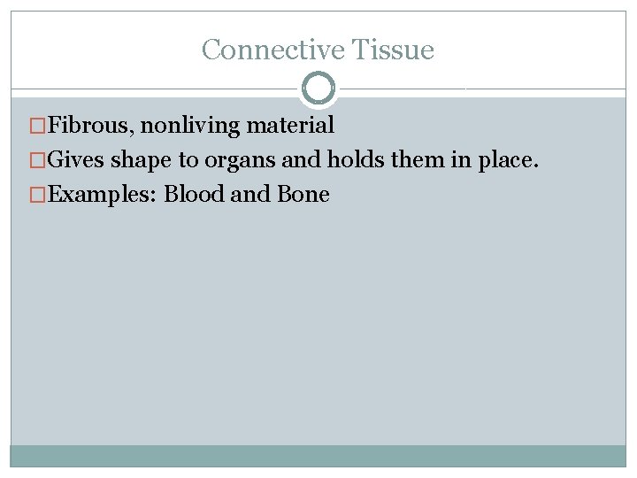 Connective Tissue �Fibrous, nonliving material �Gives shape to organs and holds them in place.