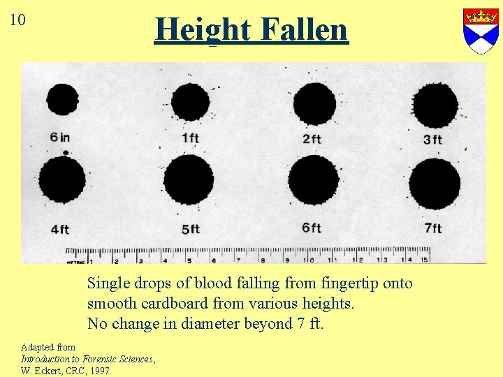 10 Height Fallen Single drops of blood falling from fingertip onto smooth cardboard from