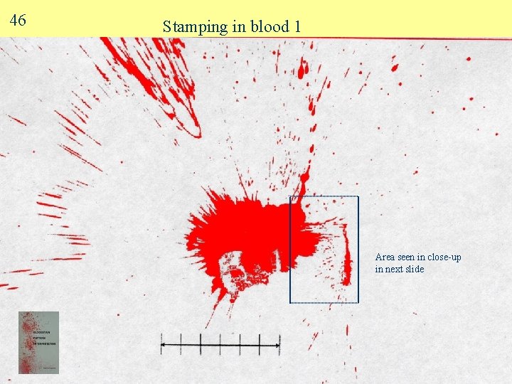 46 Stamping in blood 1 Area seen in close-up in next slide 
