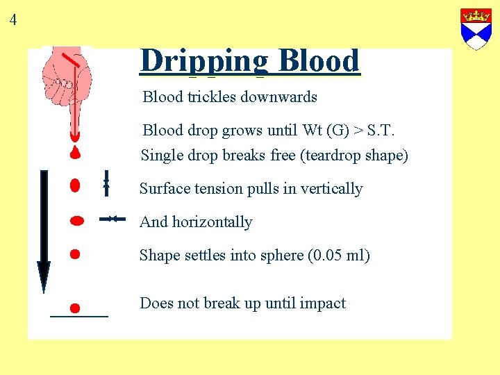 4 Dripping Blood trickles downwards Blood drop grows until Wt (G) > S. T.