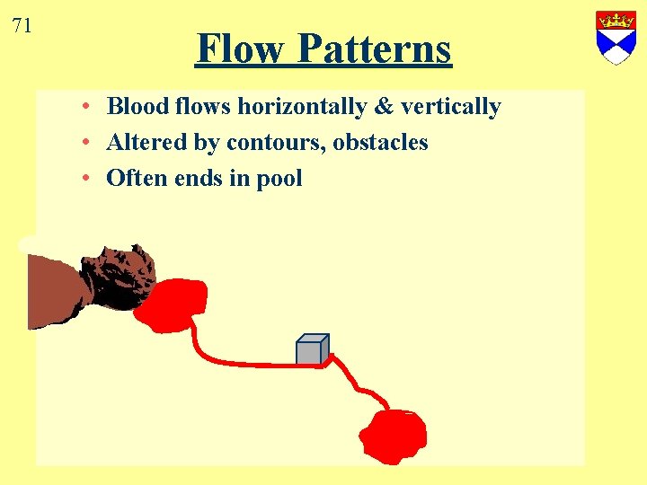 71 Flow Patterns • Blood flows horizontally & vertically • Altered by contours, obstacles