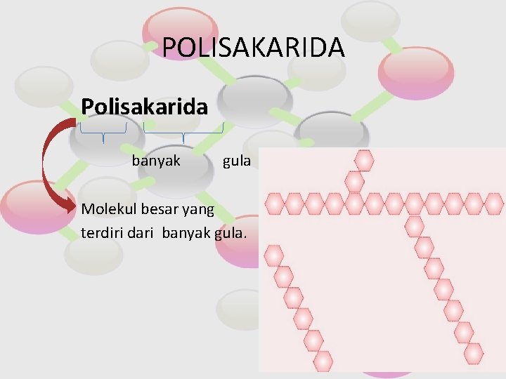 POLISAKARIDA Polisakarida banyak gula Molekul besar yang terdiri dari banyak gula. 