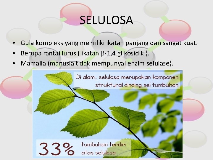 SELULOSA • Gula kompleks yang memiliki ikatan panjang dan sangat kuat. • Berupa rantai