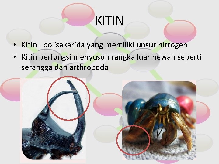 KITIN • Kitin : polisakarida yang memiliki unsur nitrogen • Kitin berfungsi menyusun rangka