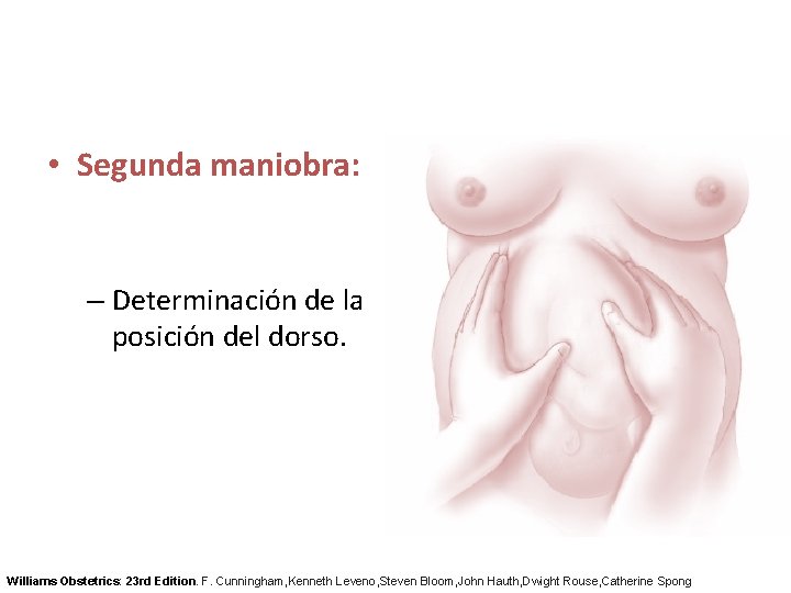  • Segunda maniobra: – Determinación de la posición del dorso. Williams Obstetrics: 23