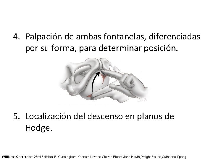 4. Palpación de ambas fontanelas, diferenciadas por su forma, para determinar posición. 5. Localización