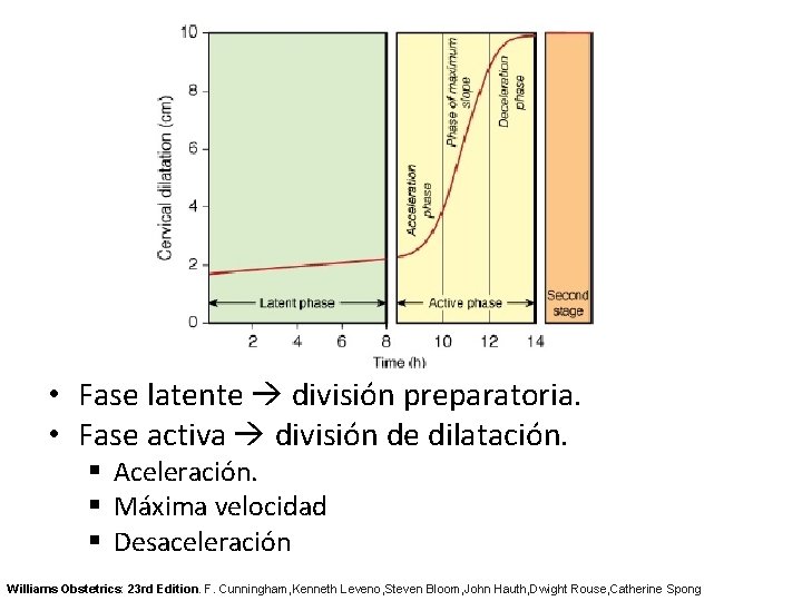  • Fase latente división preparatoria. • Fase activa división de dilatación. § Aceleración.