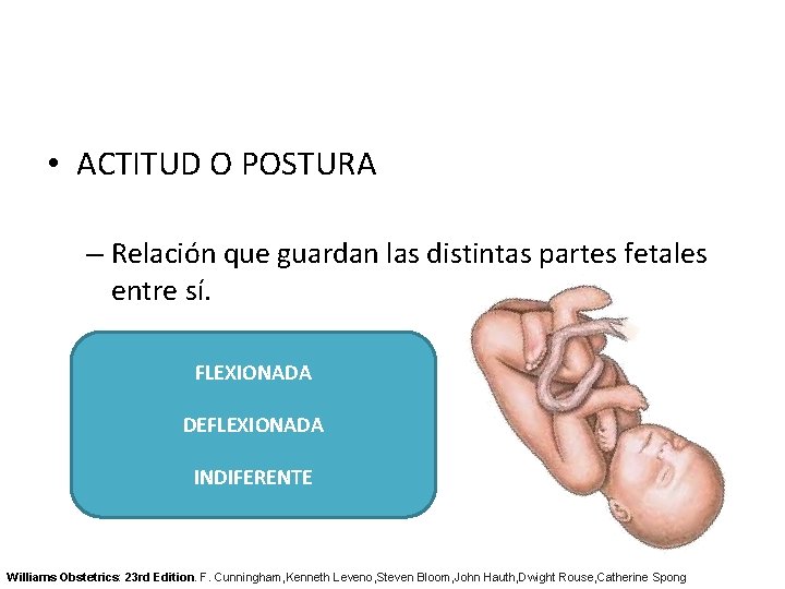  • ACTITUD O POSTURA – Relación que guardan las distintas partes fetales entre