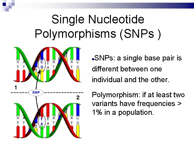 Single Nucleotide Polymorphisms (SNPs ) SNPs: a single base pair is different between one