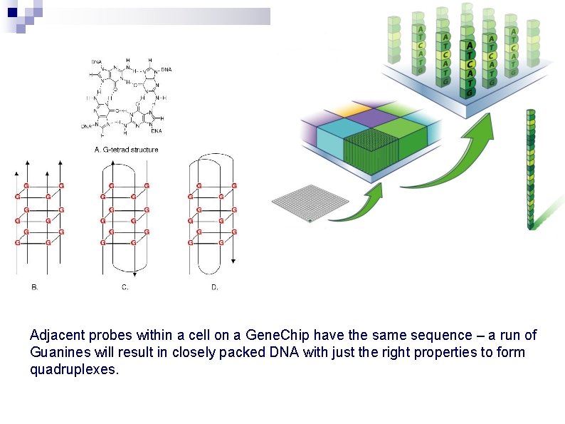 Adjacent probes within a cell on a Gene. Chip have the same sequence –