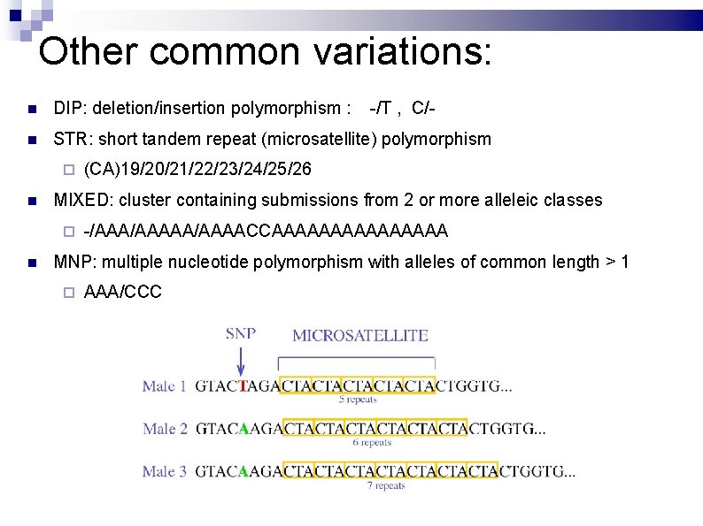 Other common variations: DIP: deletion/insertion polymorphism : STR: short tandem repeat (microsatellite) polymorphism (CA)19/20/21/22/23/24/25/26