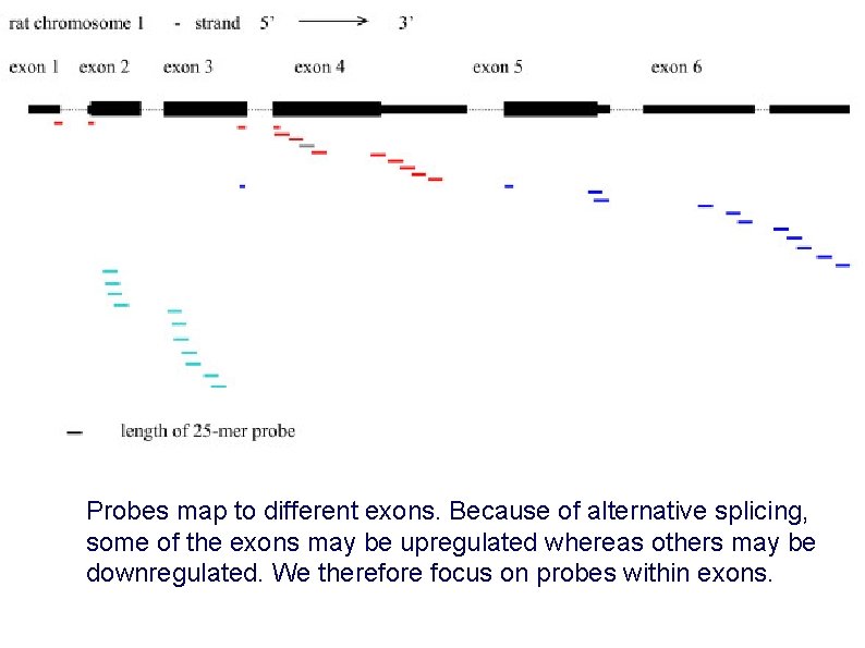 Probes map to different exons. Because of alternative splicing, some of the exons may