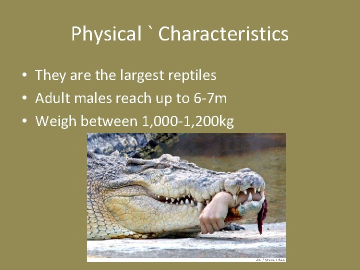 Physical ` Characteristics • They are the largest reptiles • Adult males reach up