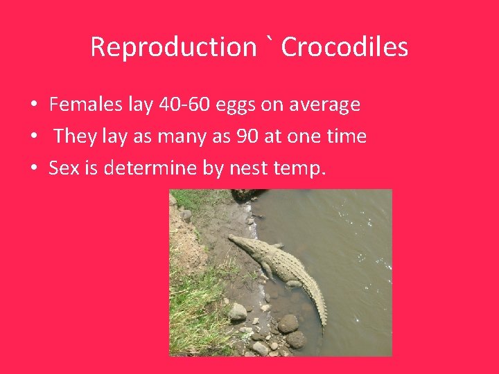 Reproduction ` Crocodiles • Females lay 40 -60 eggs on average • They lay