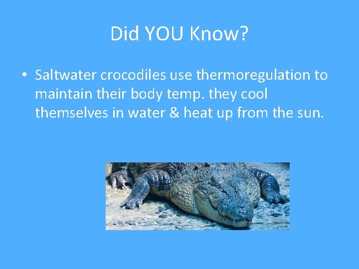 Did YOU Know? • Saltwater crocodiles use thermoregulation to maintain their body temp. they