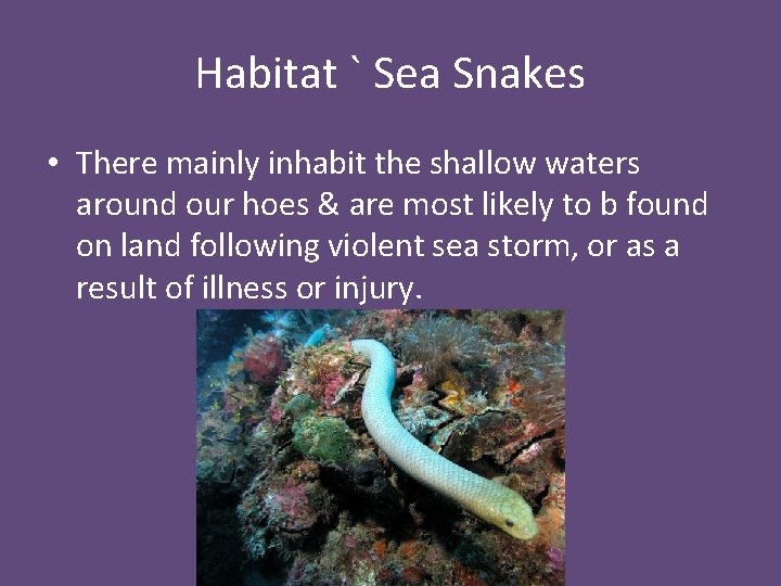 Habitat ` Sea Snakes • There mainly inhabit the shallow waters around our hoes