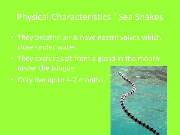 Physical Characteristics ` Sea Snakes • They breathe air & have nostril valves which