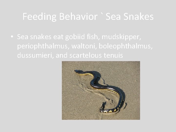 Feeding Behavior ` Sea Snakes • Sea snakes eat gobiid fish, mudskipper, periophthalmus, waltoni,