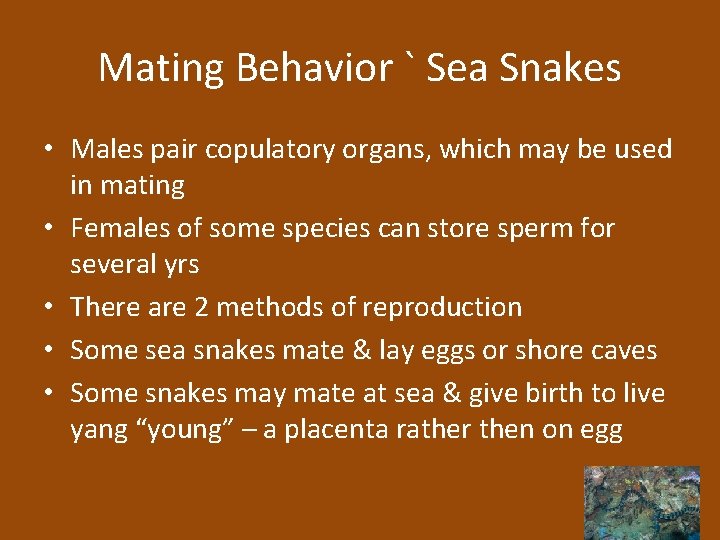 Mating Behavior ` Sea Snakes • Males pair copulatory organs, which may be used