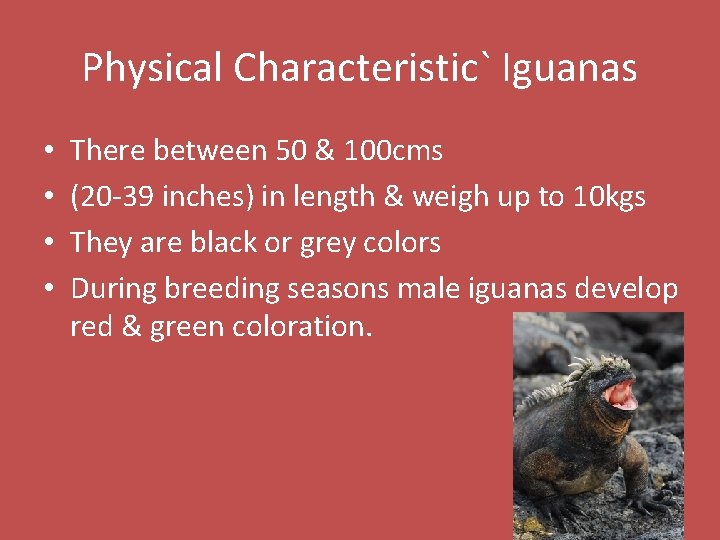 Physical Characteristic` Iguanas • • There between 50 & 100 cms (20 -39 inches)