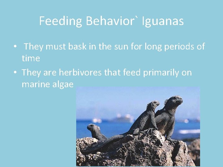 Feeding Behavior` Iguanas • They must bask in the sun for long periods of