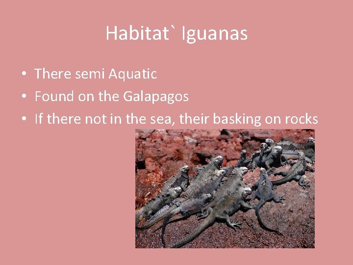 Habitat` Iguanas • There semi Aquatic • Found on the Galapagos • If there