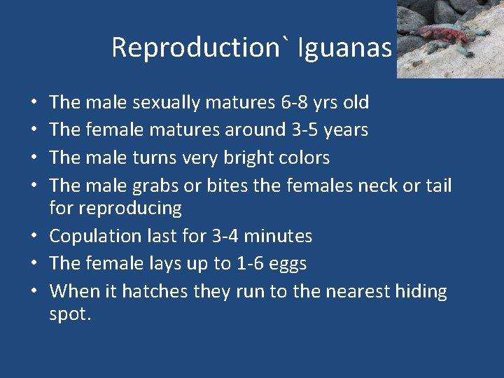 Reproduction` Iguanas The male sexually matures 6 -8 yrs old The female matures around