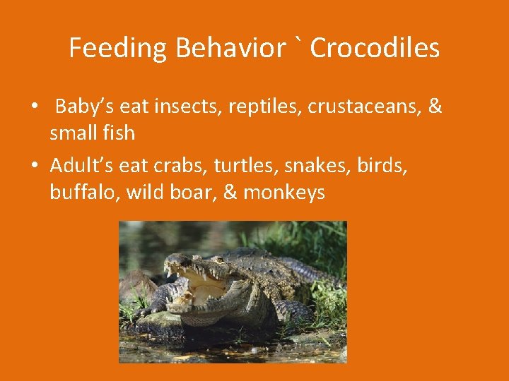 Feeding Behavior ` Crocodiles • Baby’s eat insects, reptiles, crustaceans, & small fish •